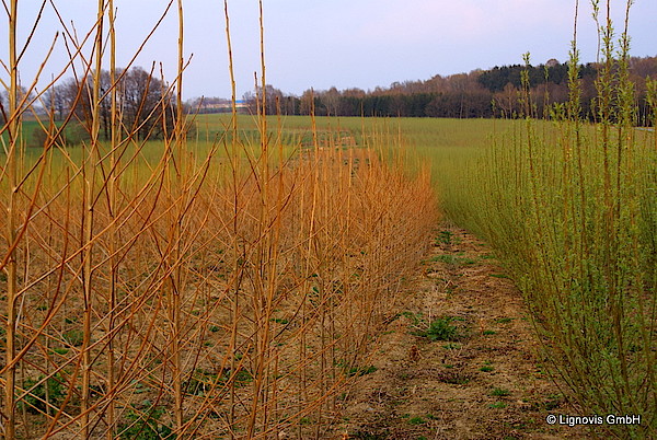Diversifizierte Anpflanzung mit Pappeln und Weiden